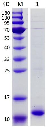 12% SDS-PAGE analysis profiles of purified ProInsulin-58H (CBB stained).
